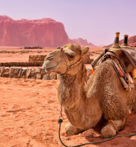 Oman Empty Qurter