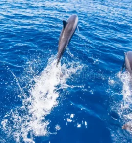 Dolphin Watching Salalah