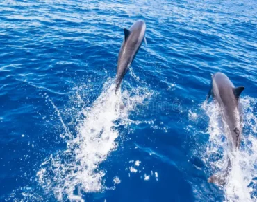 Dolphin Watching Salalah