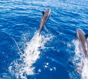 Dolphin Watching Salalah