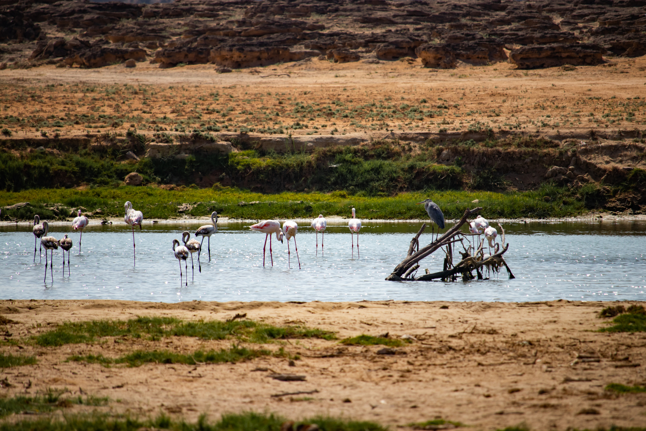 Flamingos Khor Rori
