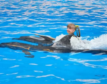 Swimming With Dolphins Salalah