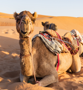 Camel in Oman desert