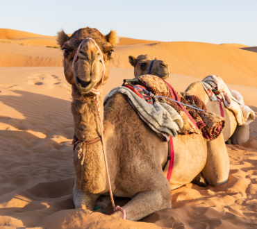 Camel in Oman desert