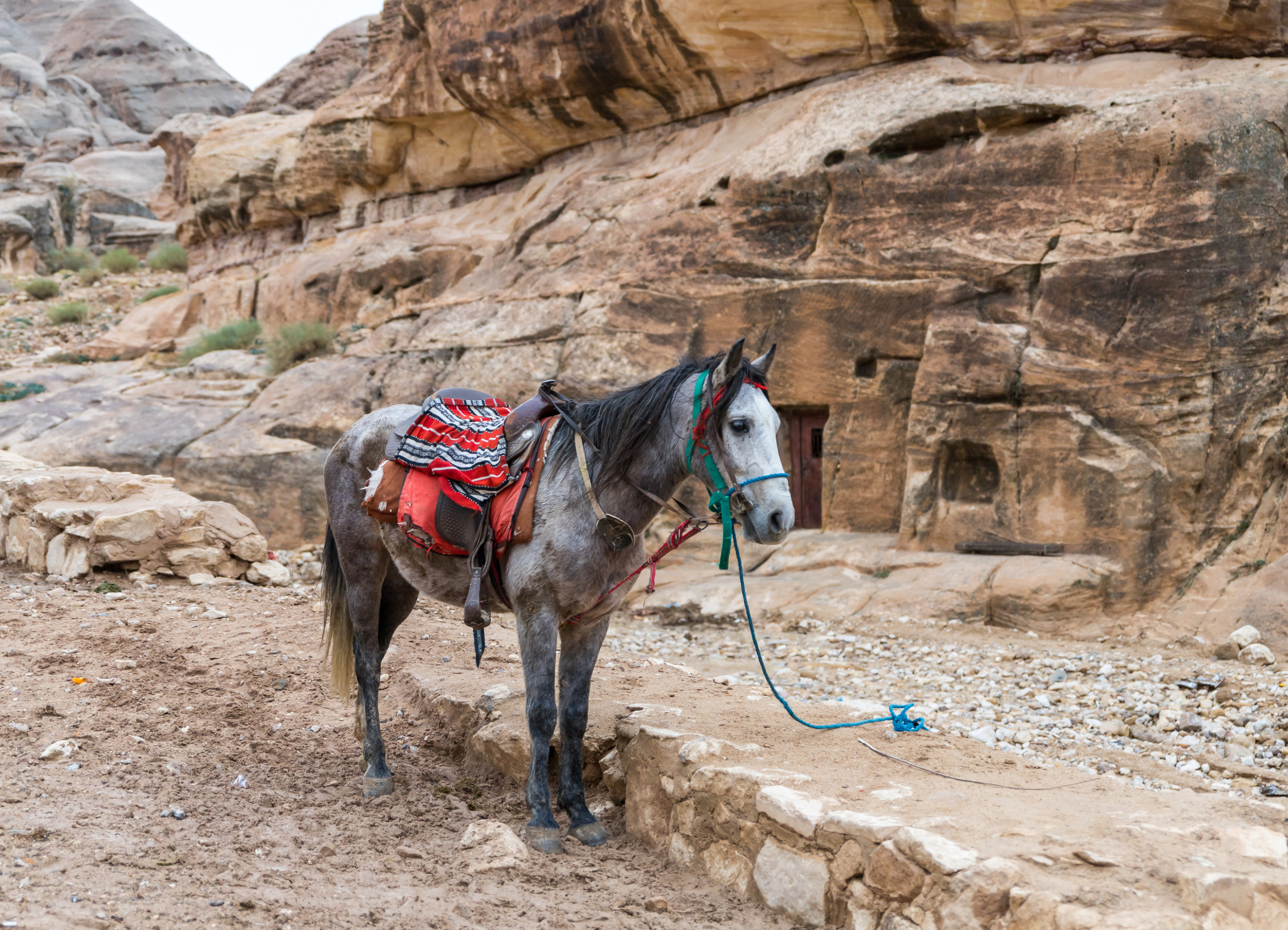 Arab Horse