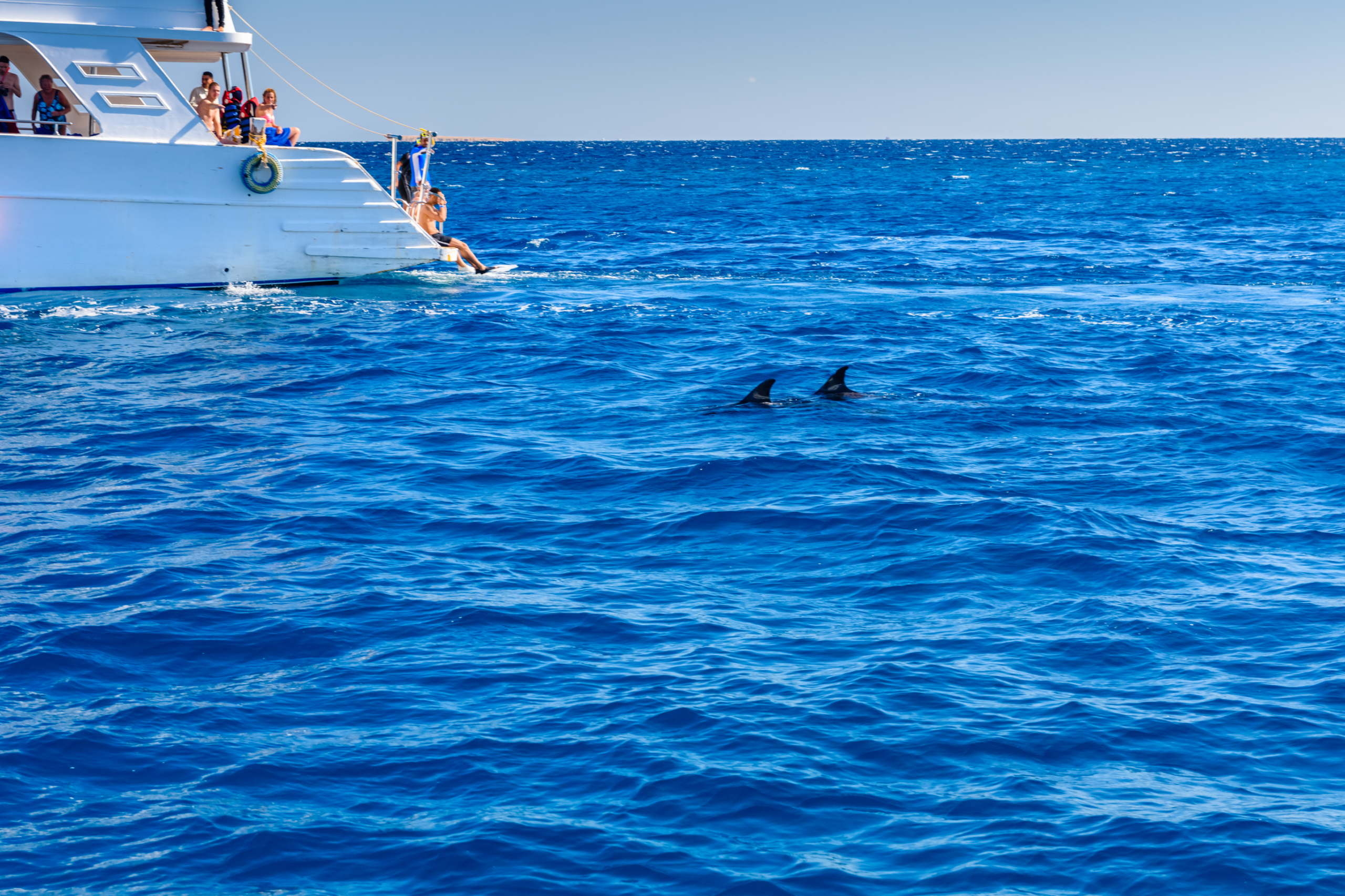 Dolphin Watching Boat