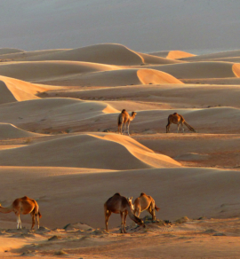 Wahiba Sands