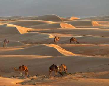 Wahiba Sands