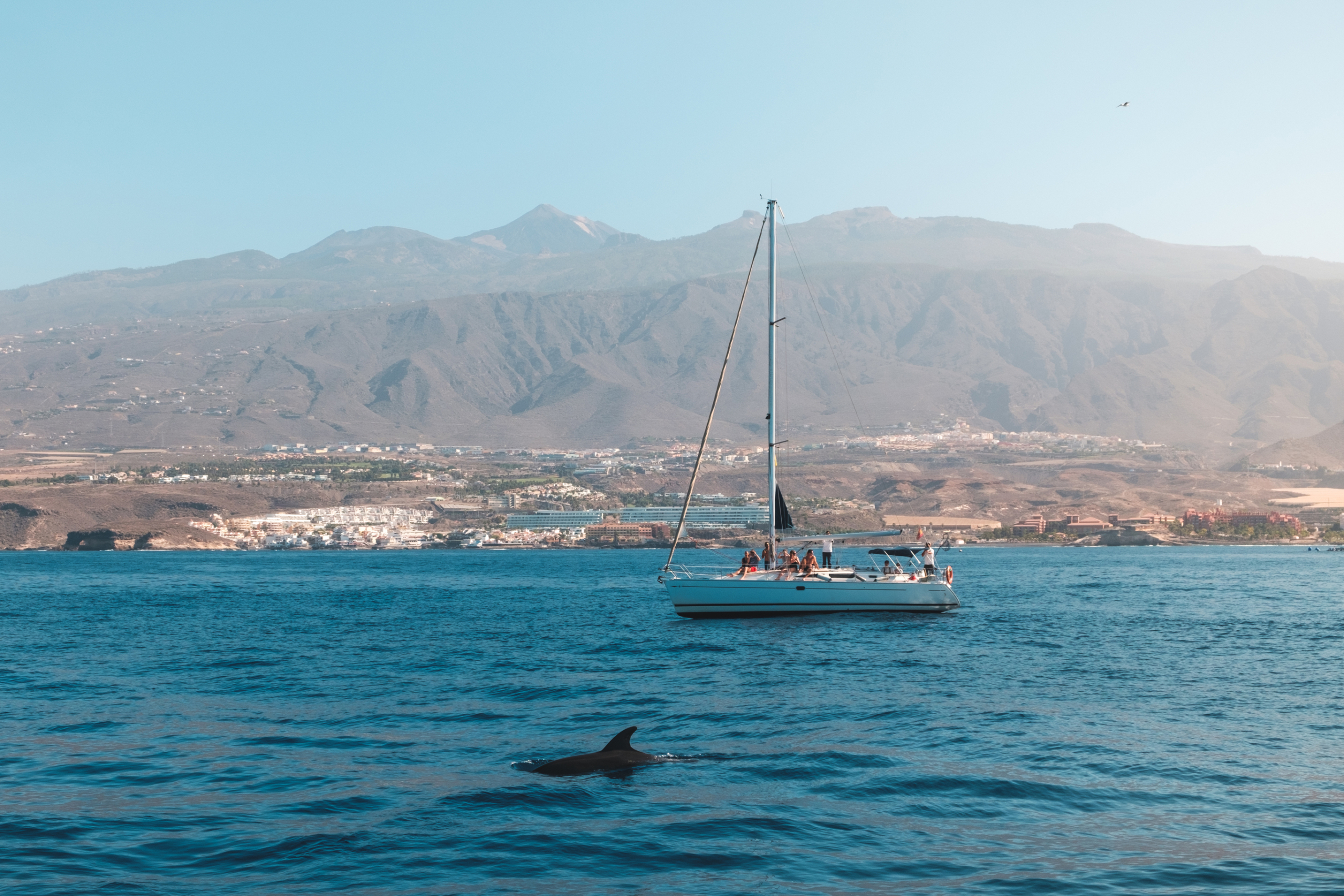 Beautiful view of a dolphin