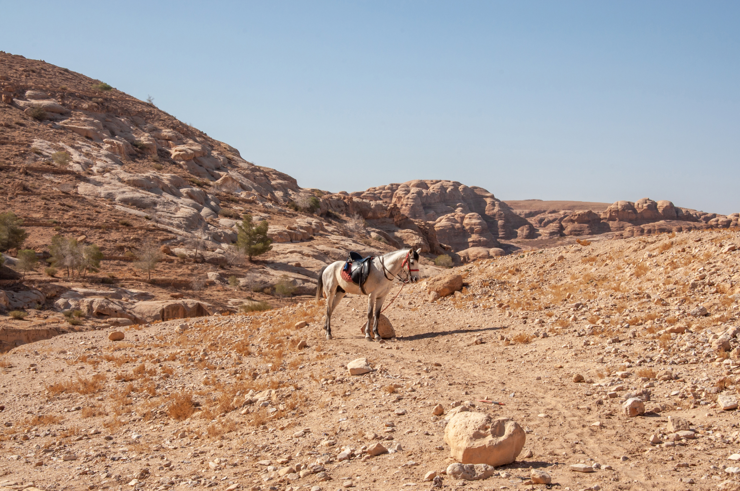 Adorable scene of horse in desert