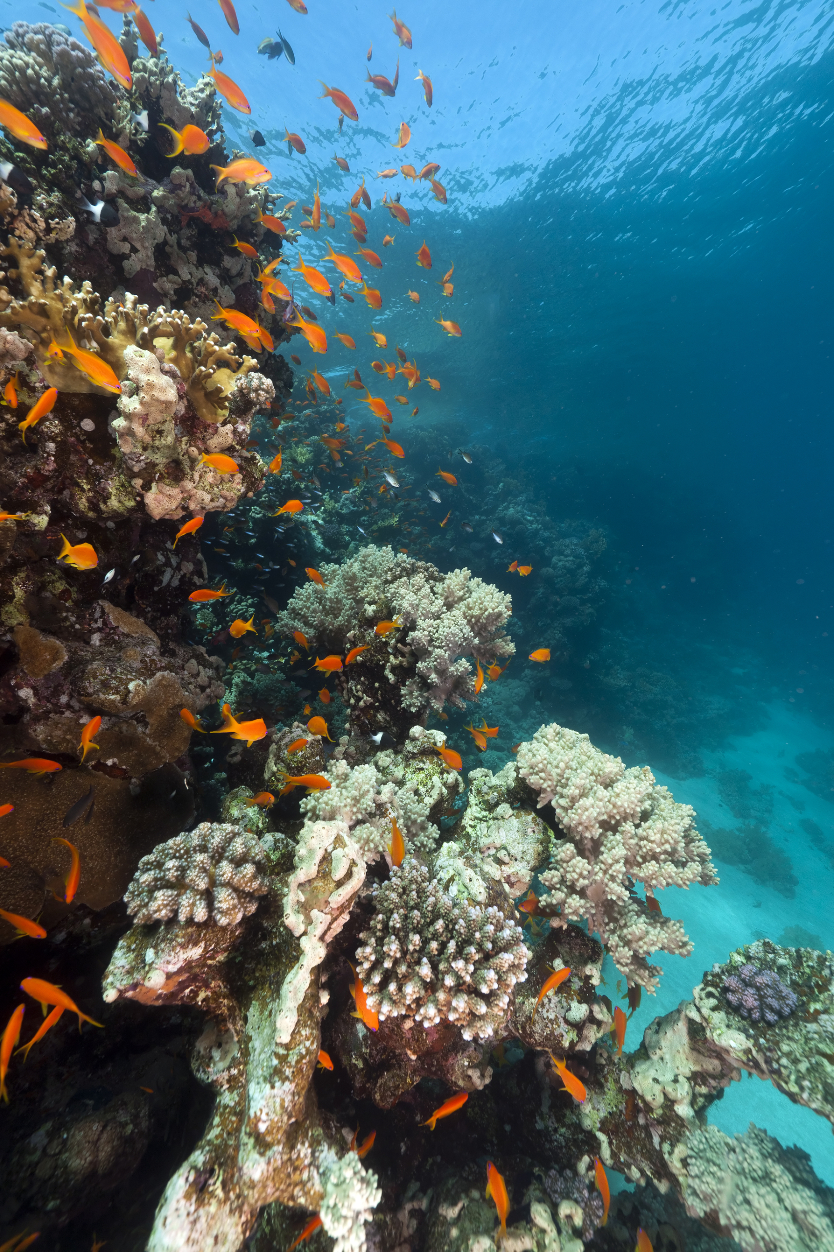 Underwater scene