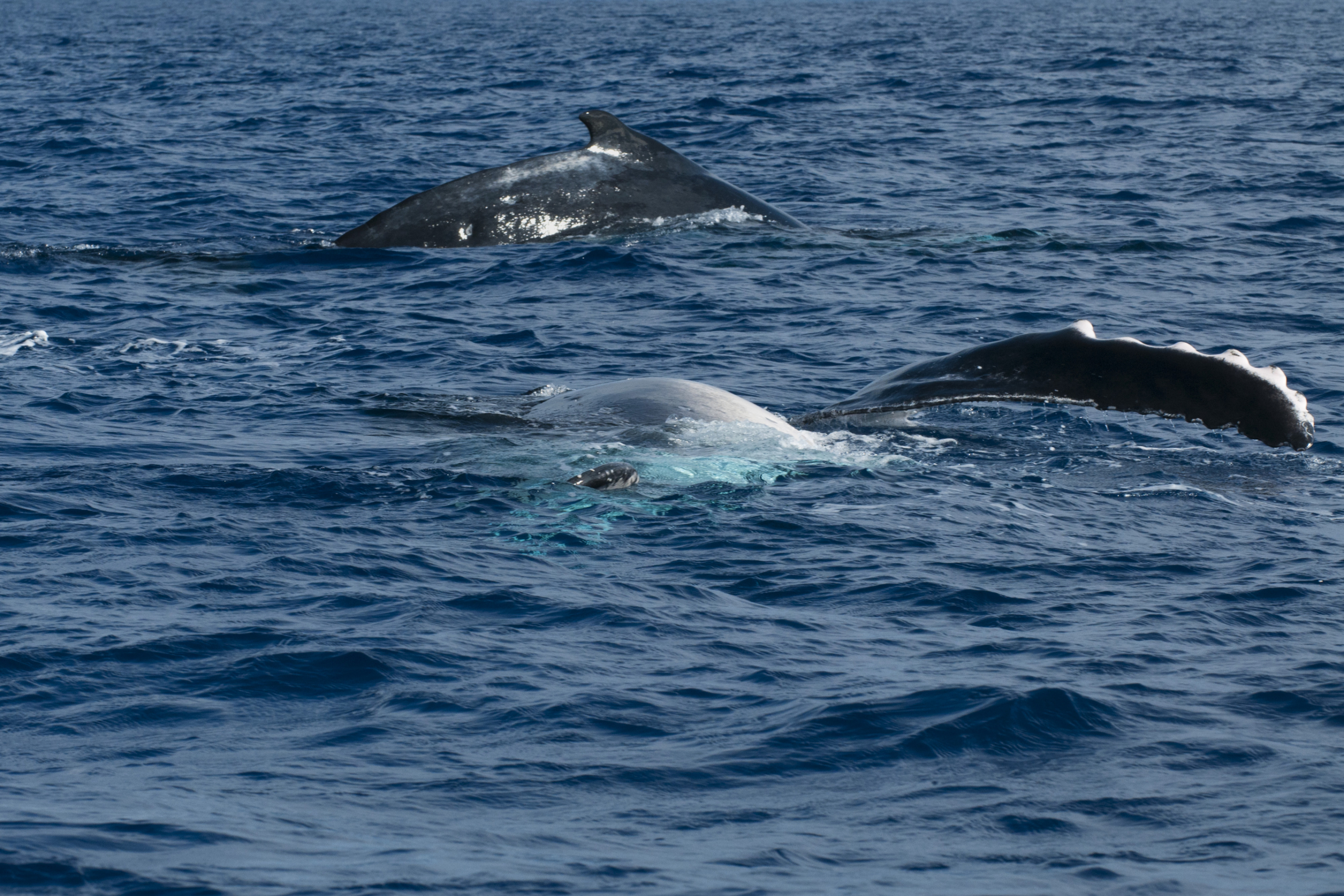 scenes of dolphin