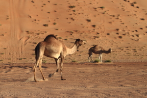 Camels in Wahiba Sands