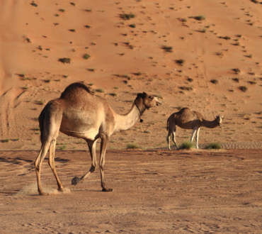 Camels in Wahiba Sands