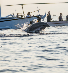 Dolphin Watching Boat