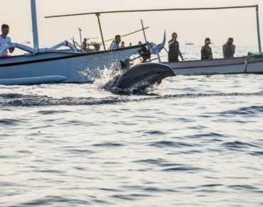 Dolphin Watching Boat