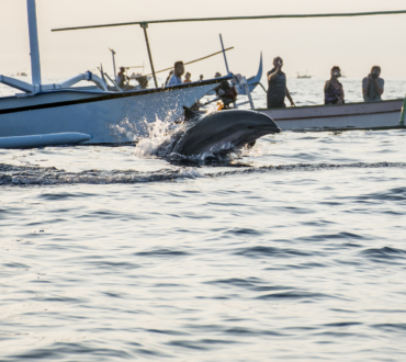Dolphin Watching Boat