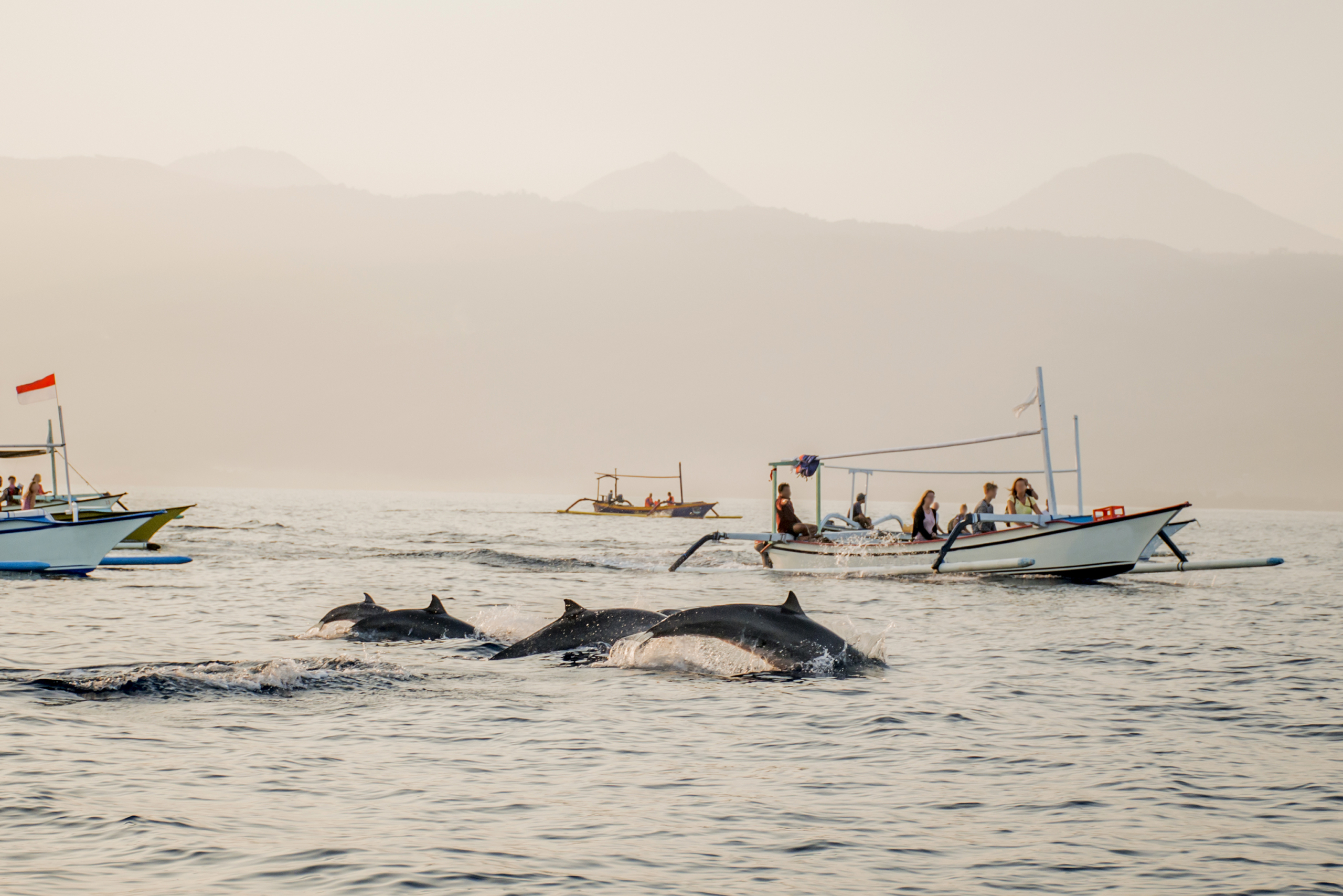 delightful scenes of dolphins