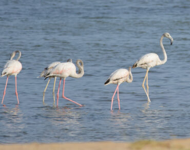 Salalah night Tour