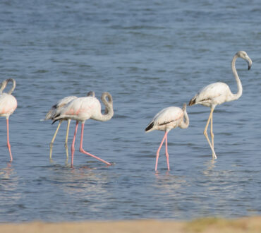 Salalah night Tour