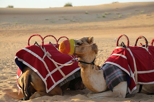 Camels, Desert