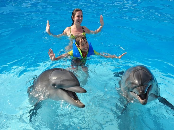 Swimming With Dolphins Salalah