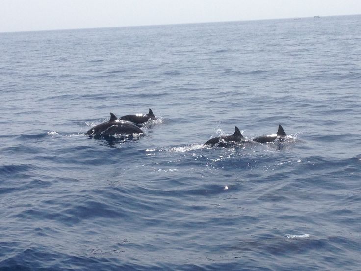 Dolphins Salalah