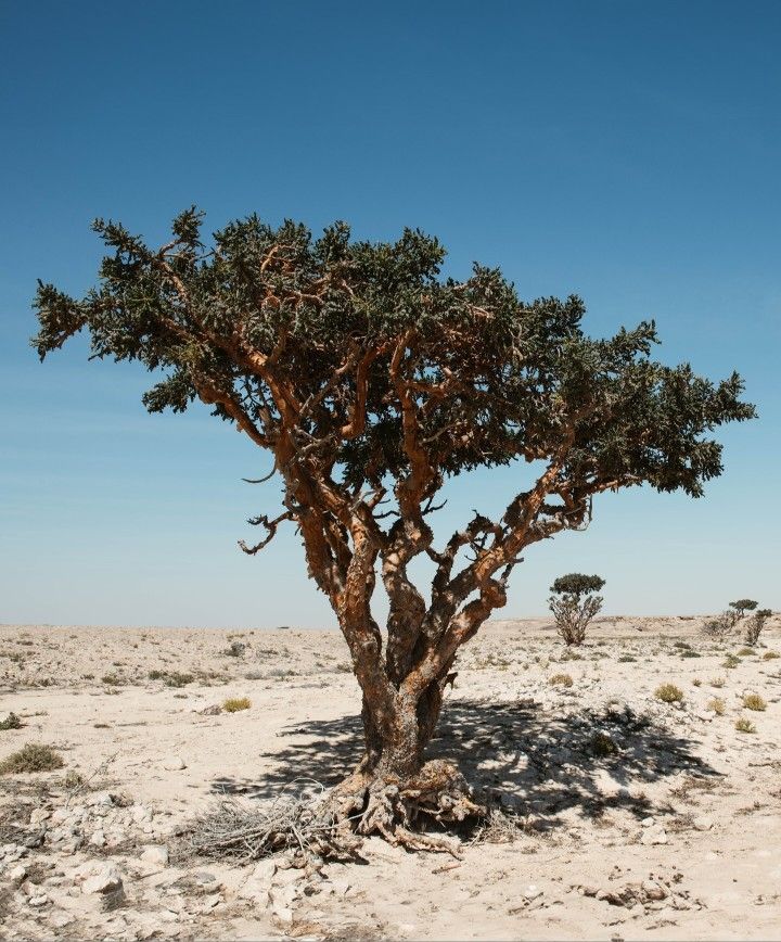 Frankincense Tree