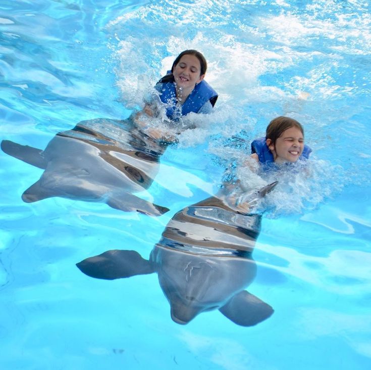 Playing with dolphins