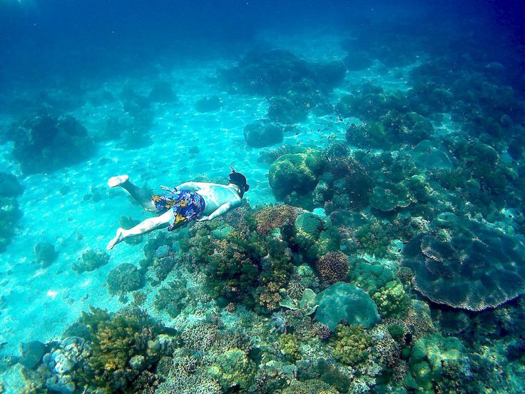 Snorkeling with sea turtle
