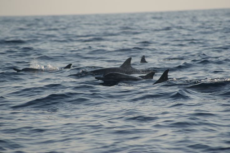 Dolphins Sea Watching